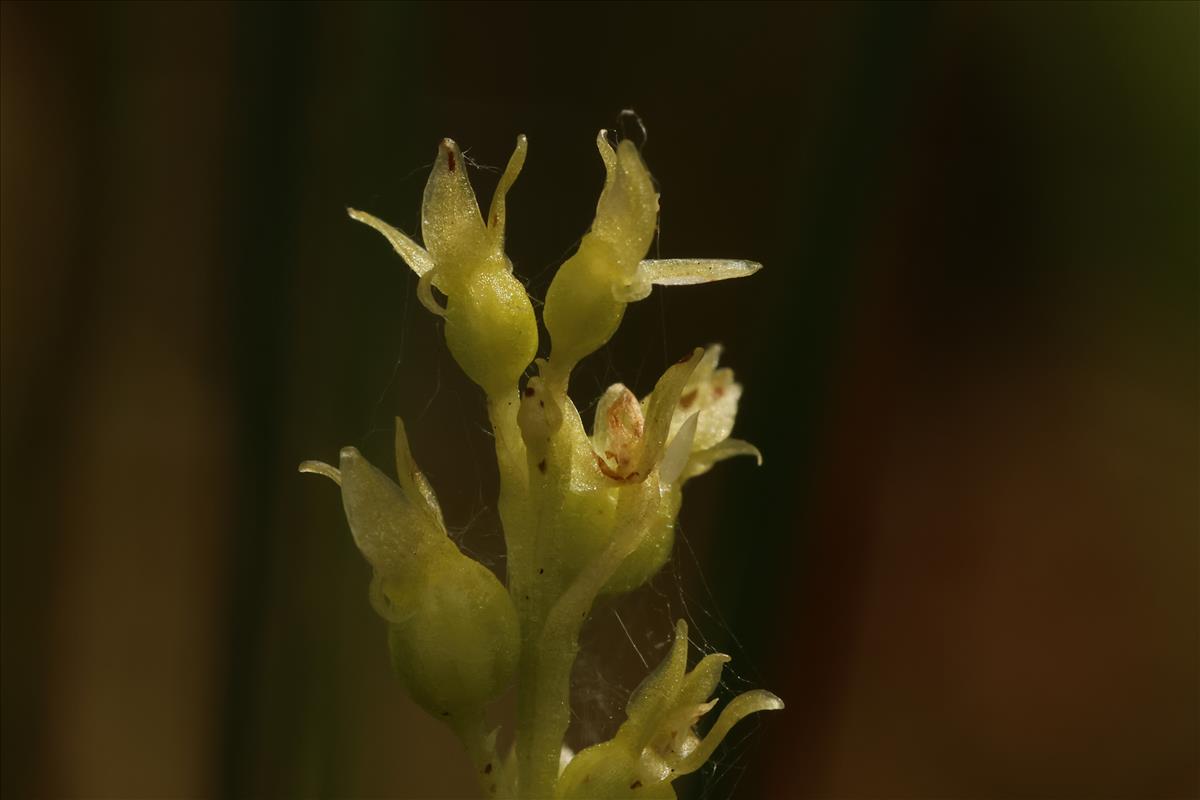 Hammarbya paludosa (door Willem Braam)