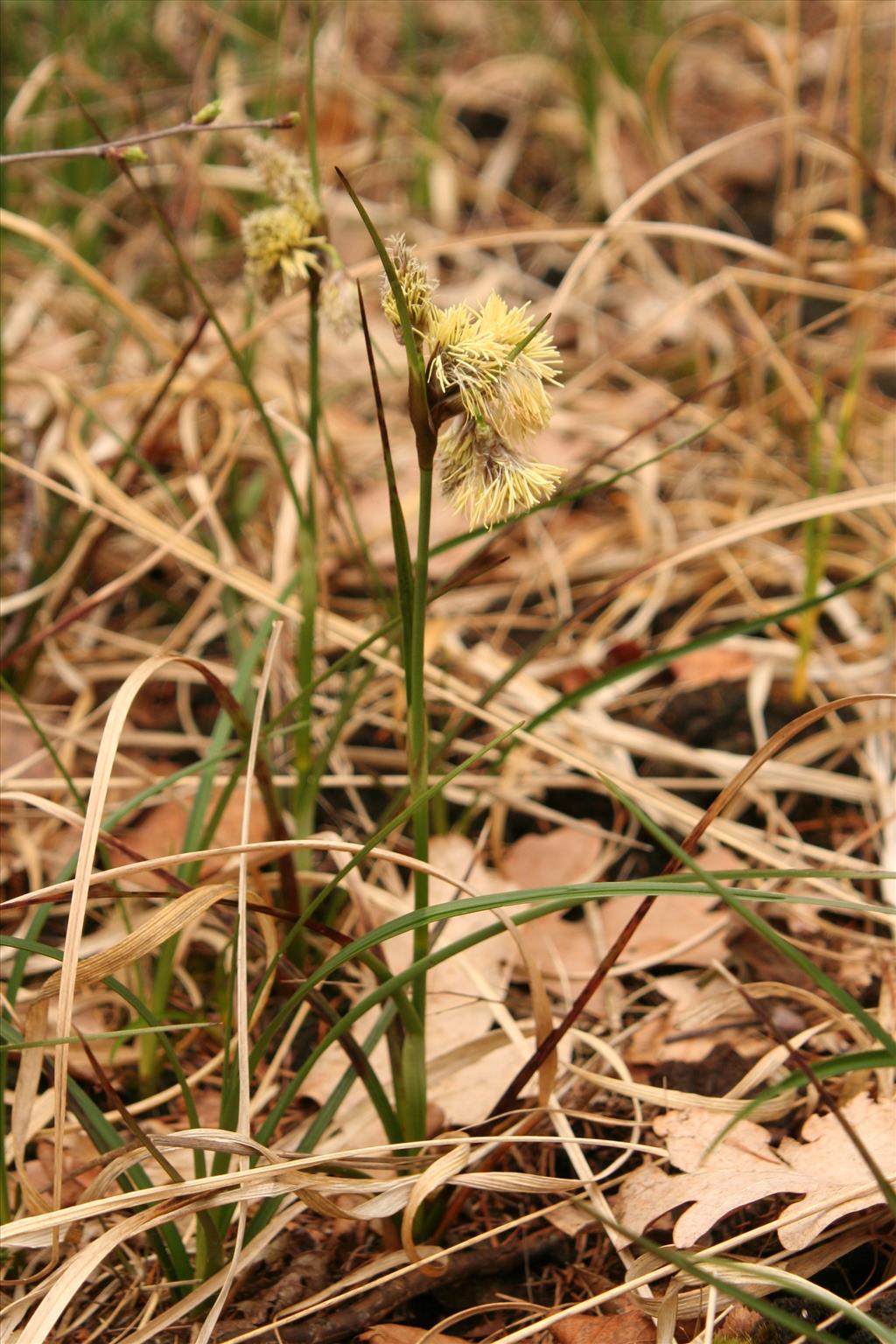 Eriophorum angustifolium (door Willem Braam)