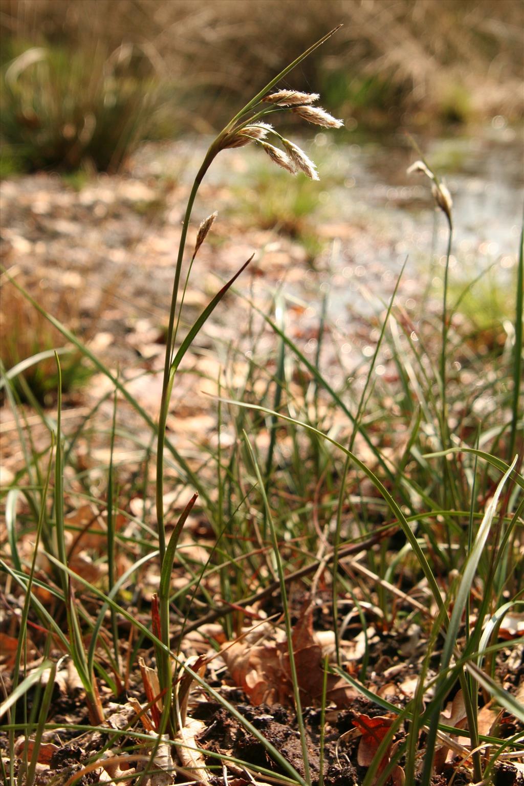 Eriophorum angustifolium (door Willem Braam)