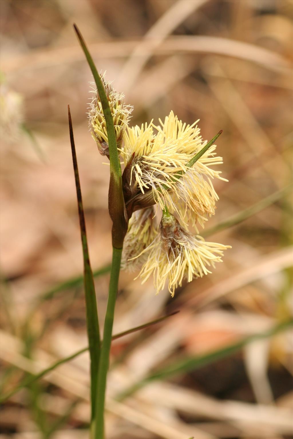 Eriophorum angustifolium (door Willem Braam)