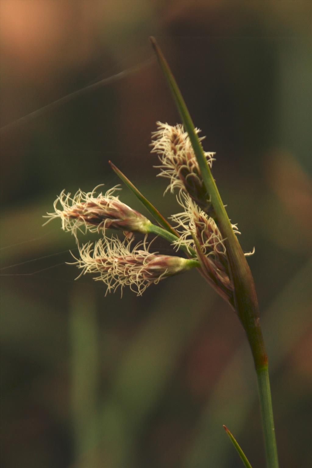 Eriophorum angustifolium (door Willem Braam)