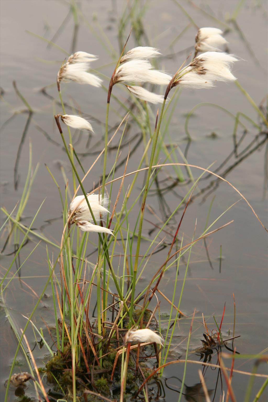 Eriophorum angustifolium (door Willem Braam)