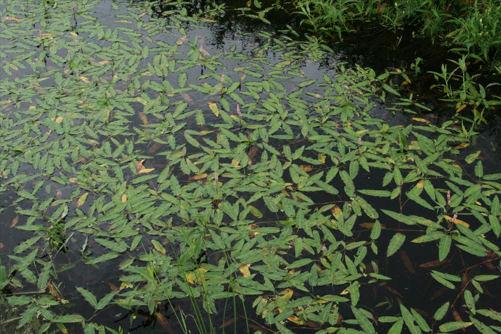 Persicaria amphibia (door Willem Braam)