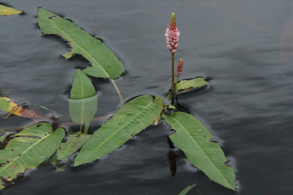 Persicaria amphibia (door Willem Braam)