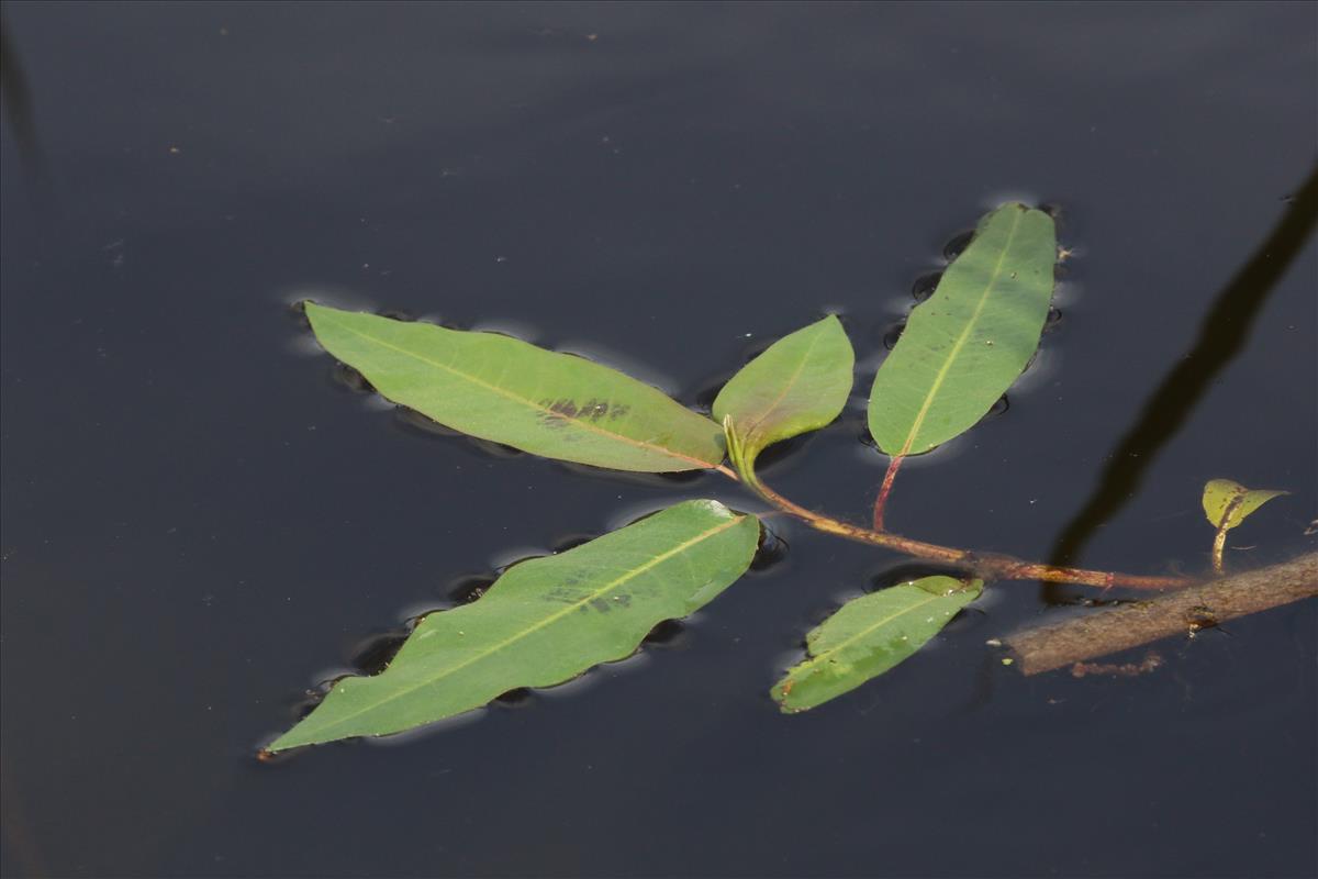 Persicaria amphibia (door Willem Braam)