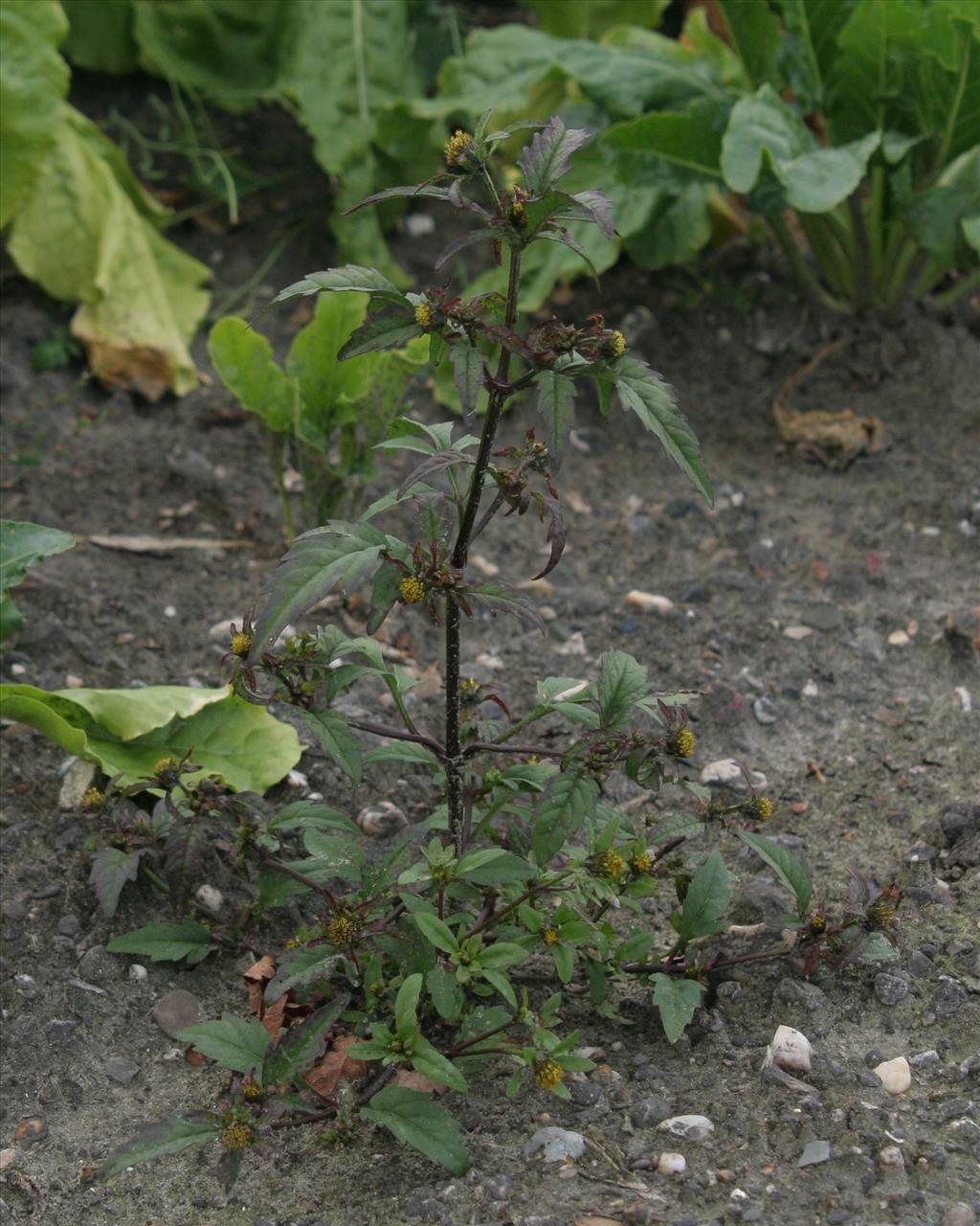 Bidens tripartita (door Willem Braam)