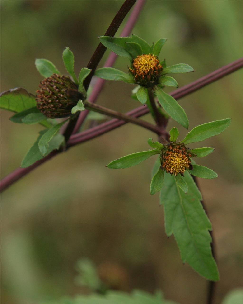 Bidens tripartita (door Willem Braam)