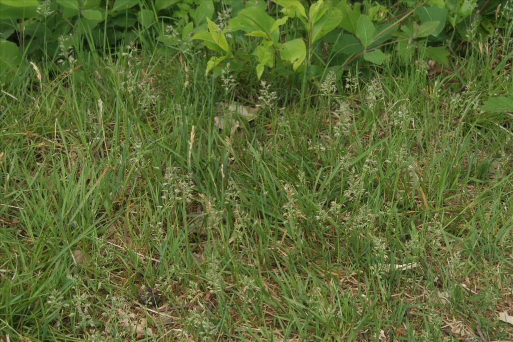 Poa pratensis subsp. pratensis (door Willem Braam)