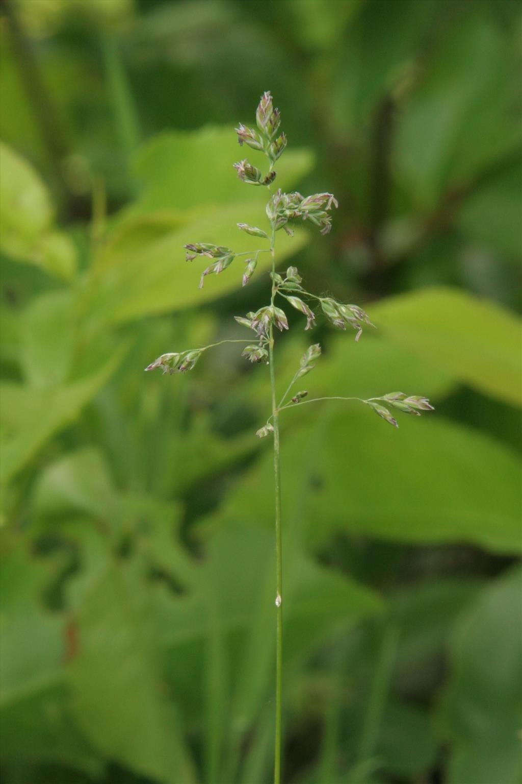 Poa pratensis subsp. pratensis (door Willem Braam)