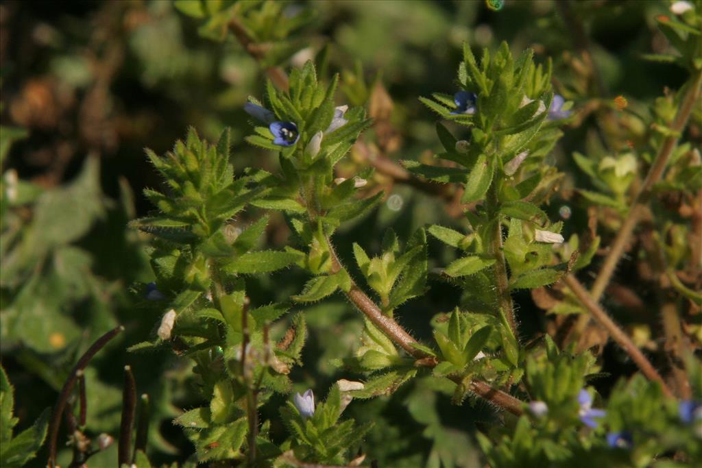 Veronica arvensis (door Willem Braam)