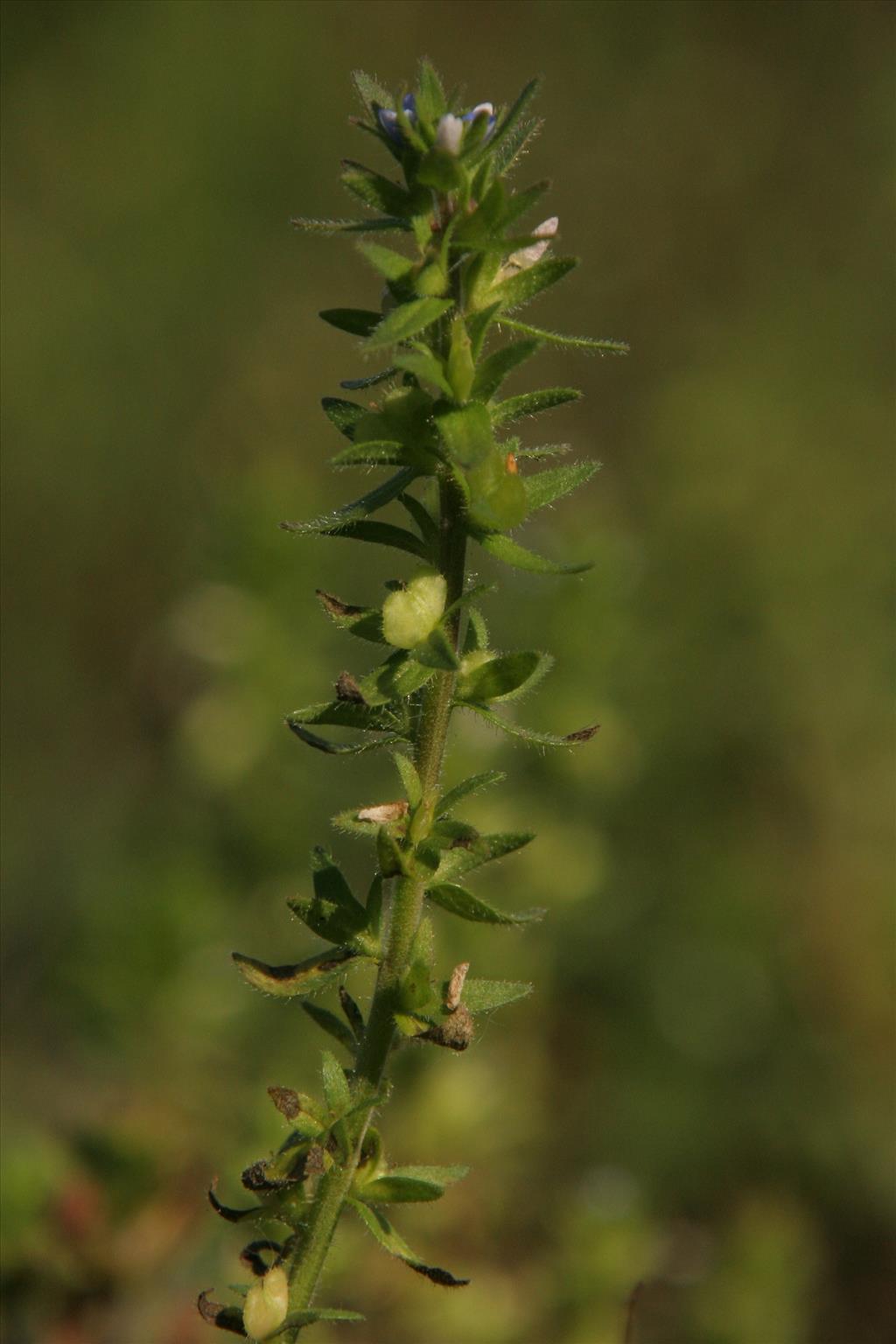 Veronica arvensis (door Willem Braam)