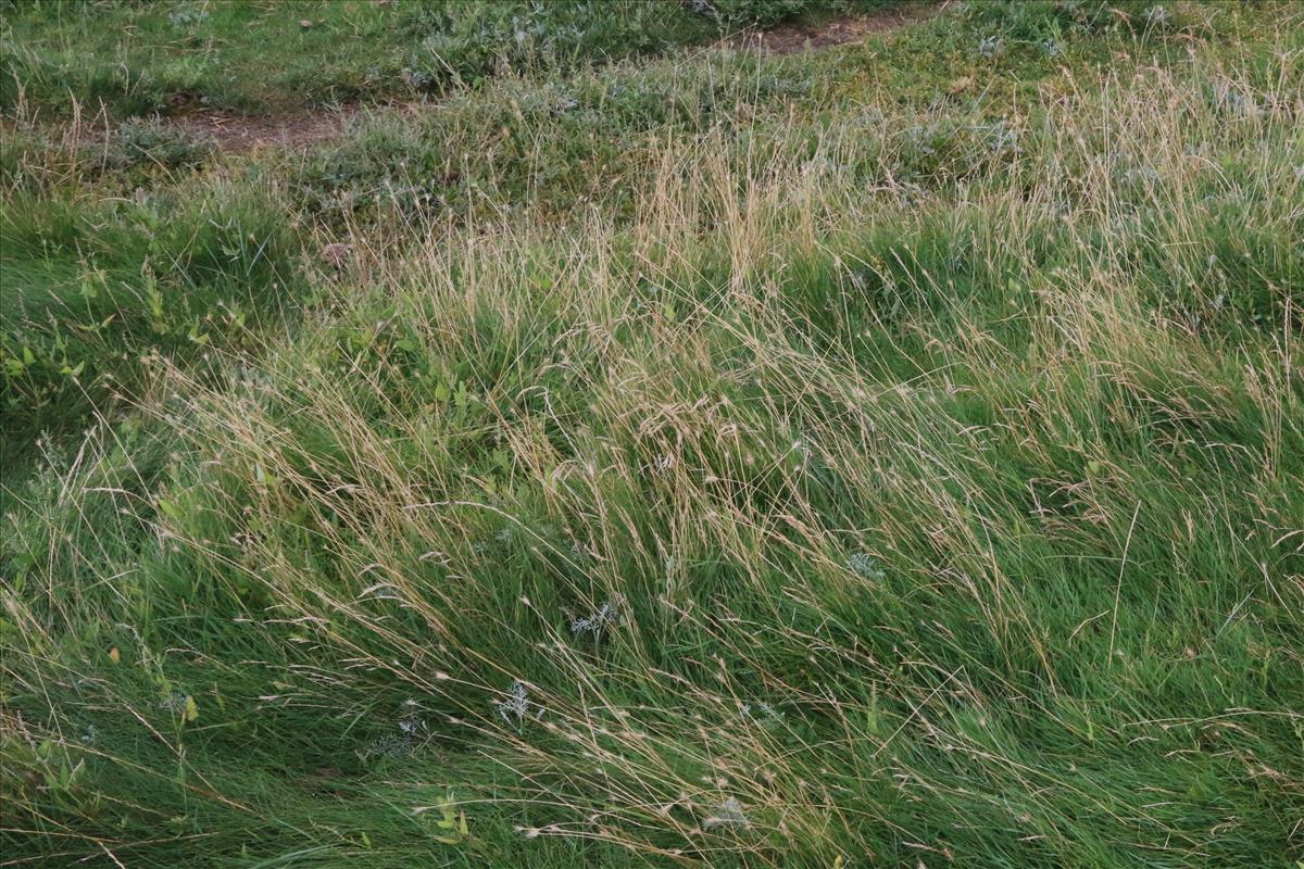 Hordeum secalinum (door Willem Braam)