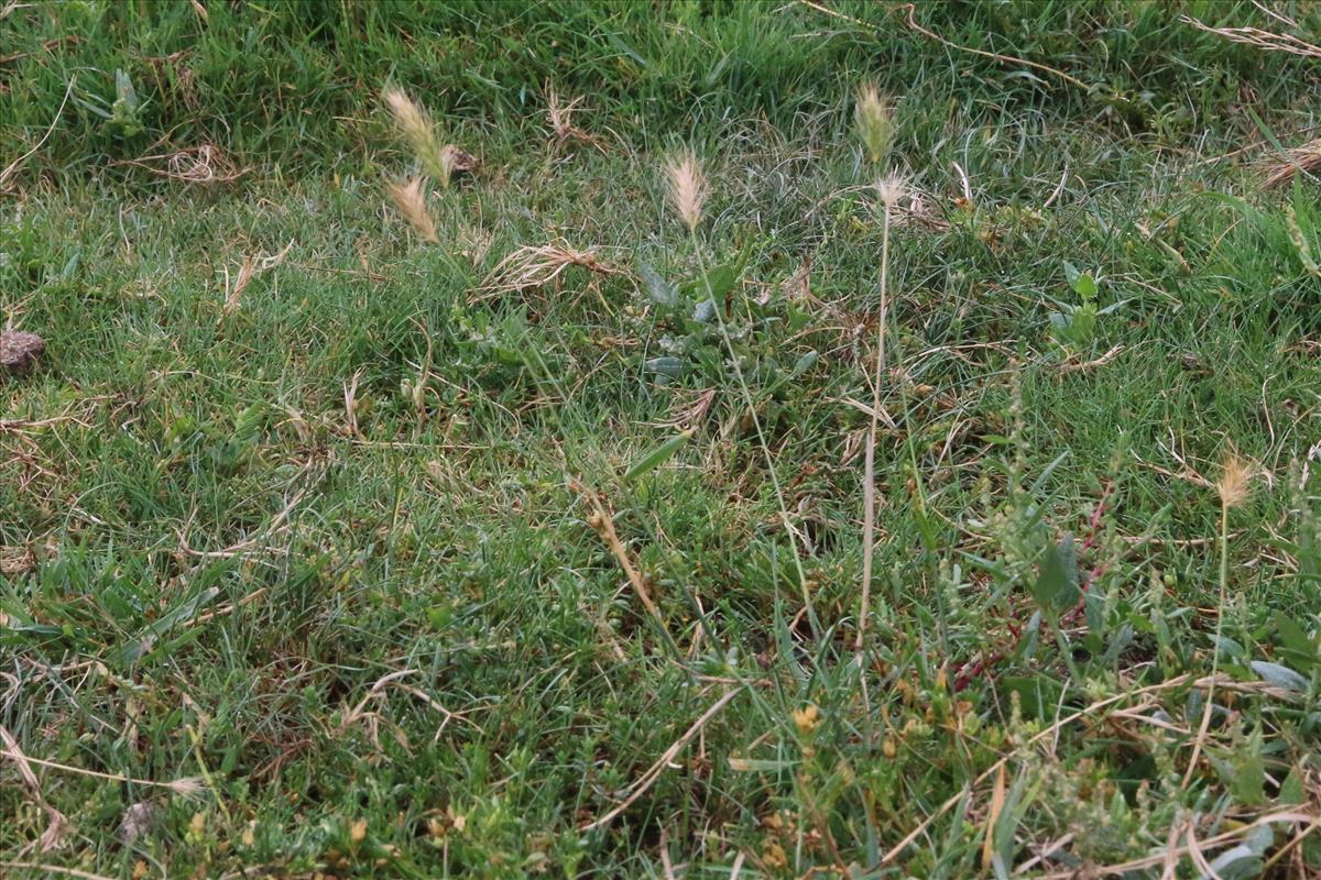 Hordeum secalinum (door Willem Braam)
