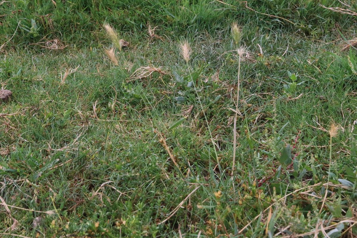 Hordeum secalinum (door Willem Braam)