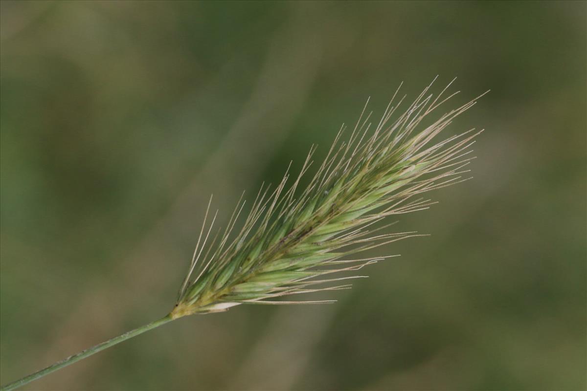 Hordeum secalinum (door Willem Braam)