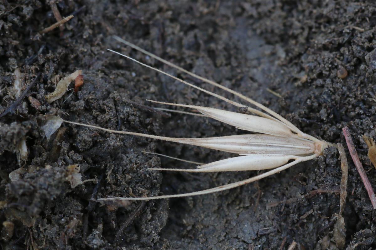 Hordeum secalinum (door Willem Braam)