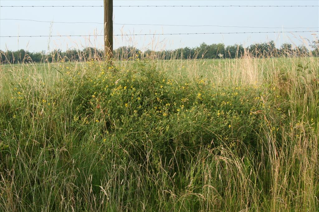 Lathyrus pratensis (door Willem Braam)