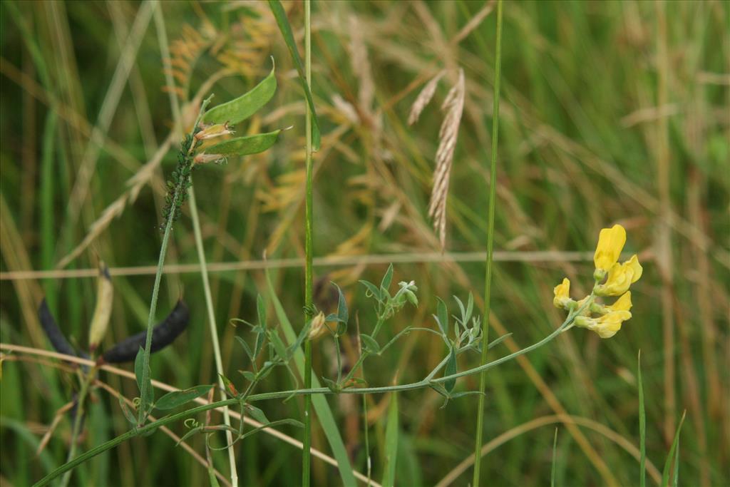 Lathyrus pratensis (door Willem Braam)