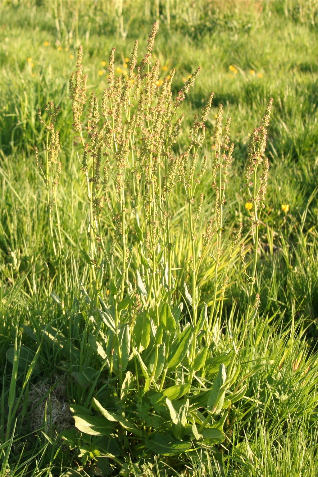 Rumex acetosa (door Willem Braam)