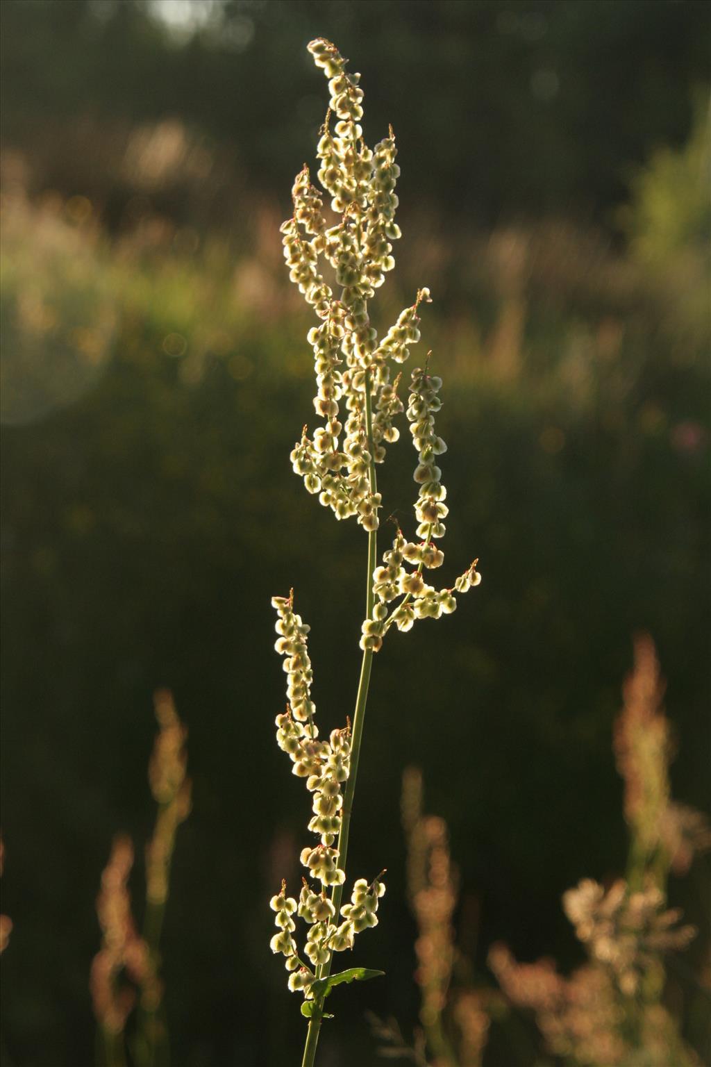 Rumex acetosa (door Willem Braam)