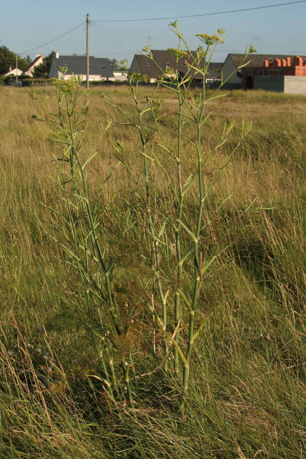 Foeniculum vulgare (door Willem Braam)