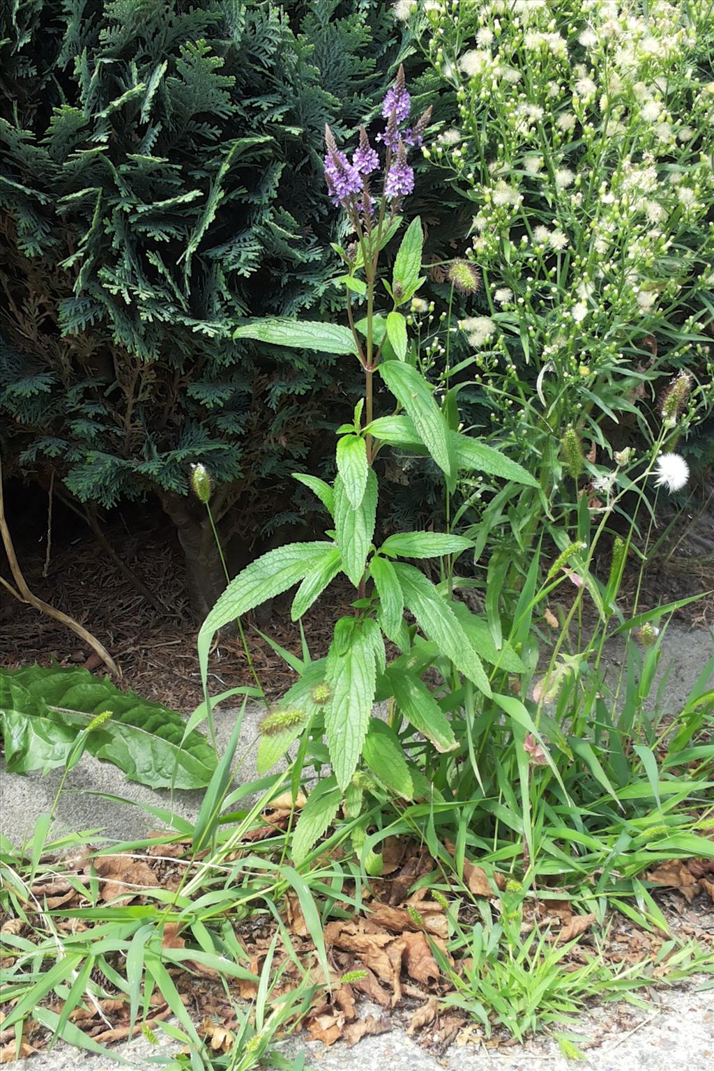 Verbena hastata (door Willem Braam)