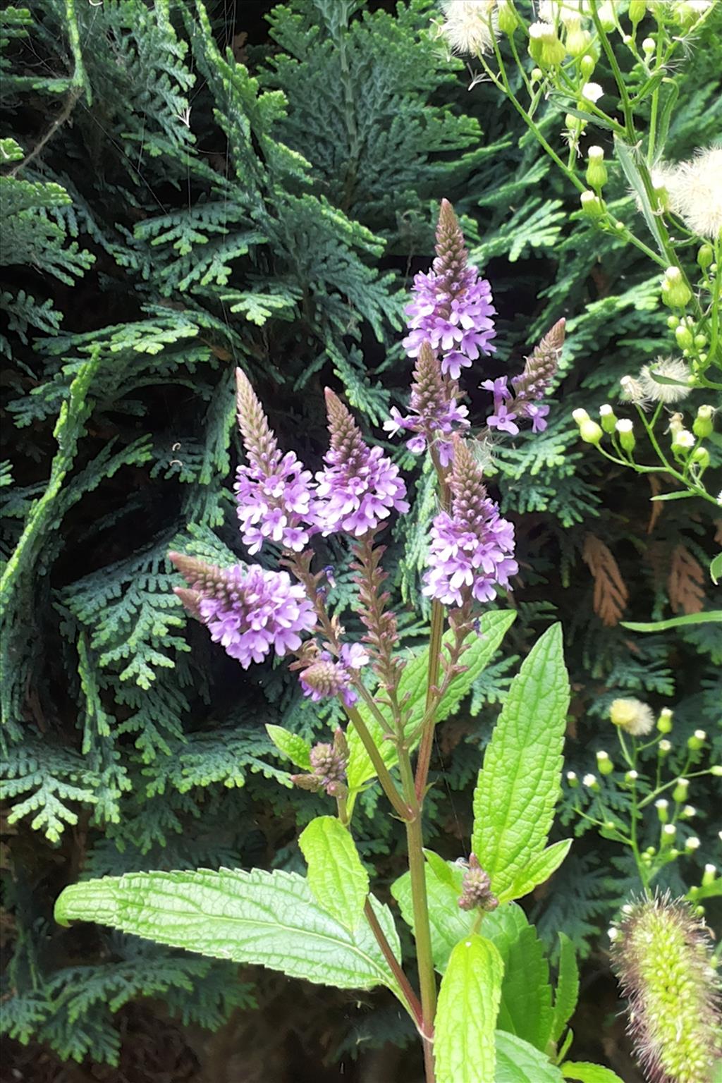 Verbena hastata (door Willem Braam)