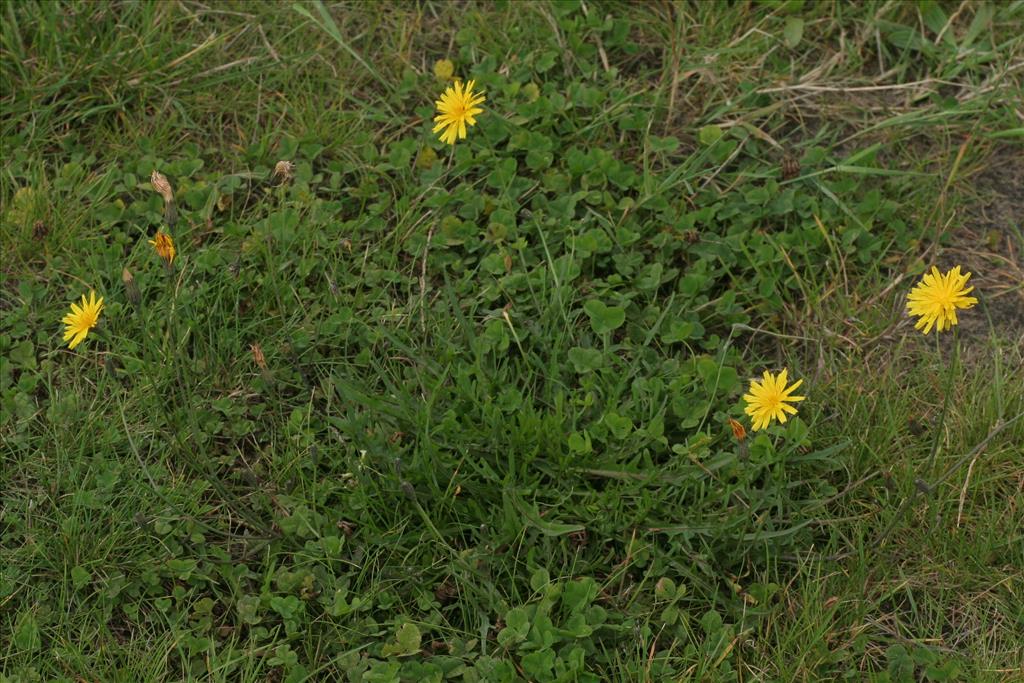 Scorzoneroides autumnalis (door Willem Braam)