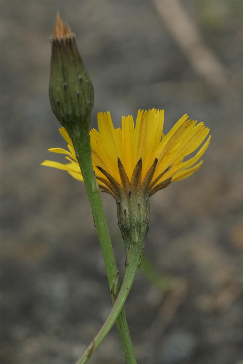 Scorzoneroides autumnalis (door Willem Braam)