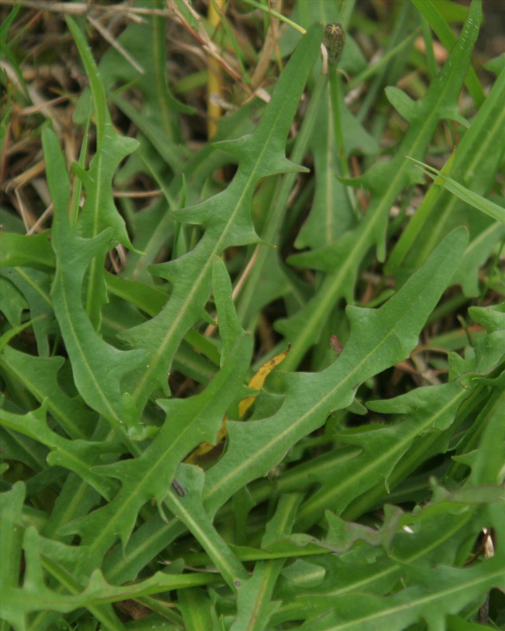 Scorzoneroides autumnalis (door Willem Braam)