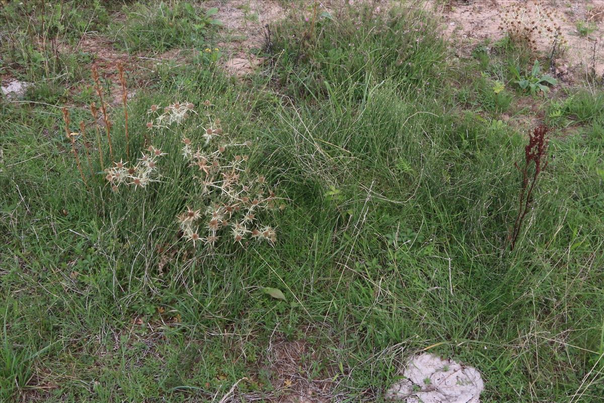 Equisetum ramosissimum (door Willem Braam)