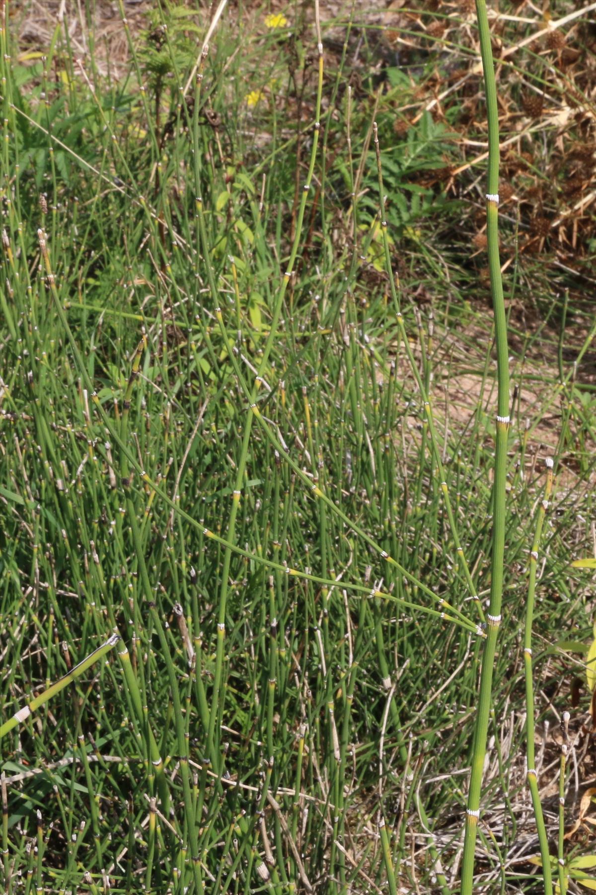 Equisetum ramosissimum (door Willem Braam)