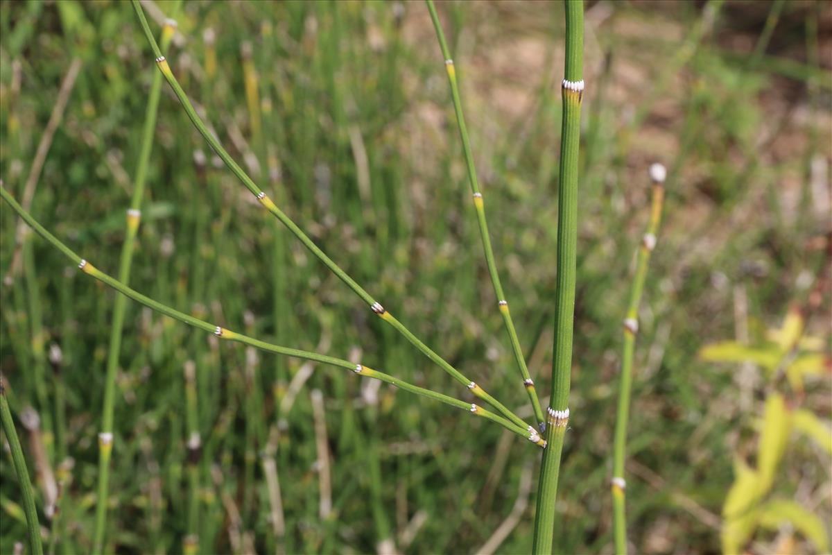 Equisetum ramosissimum (door Willem Braam)