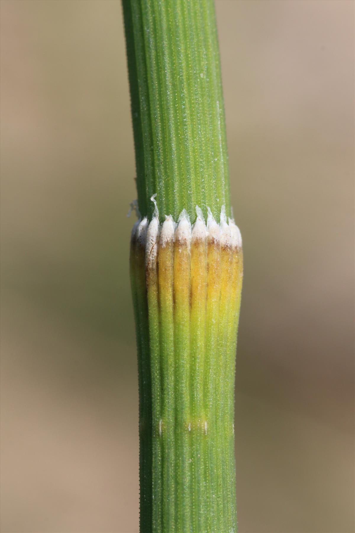 Equisetum ramosissimum (door Willem Braam)