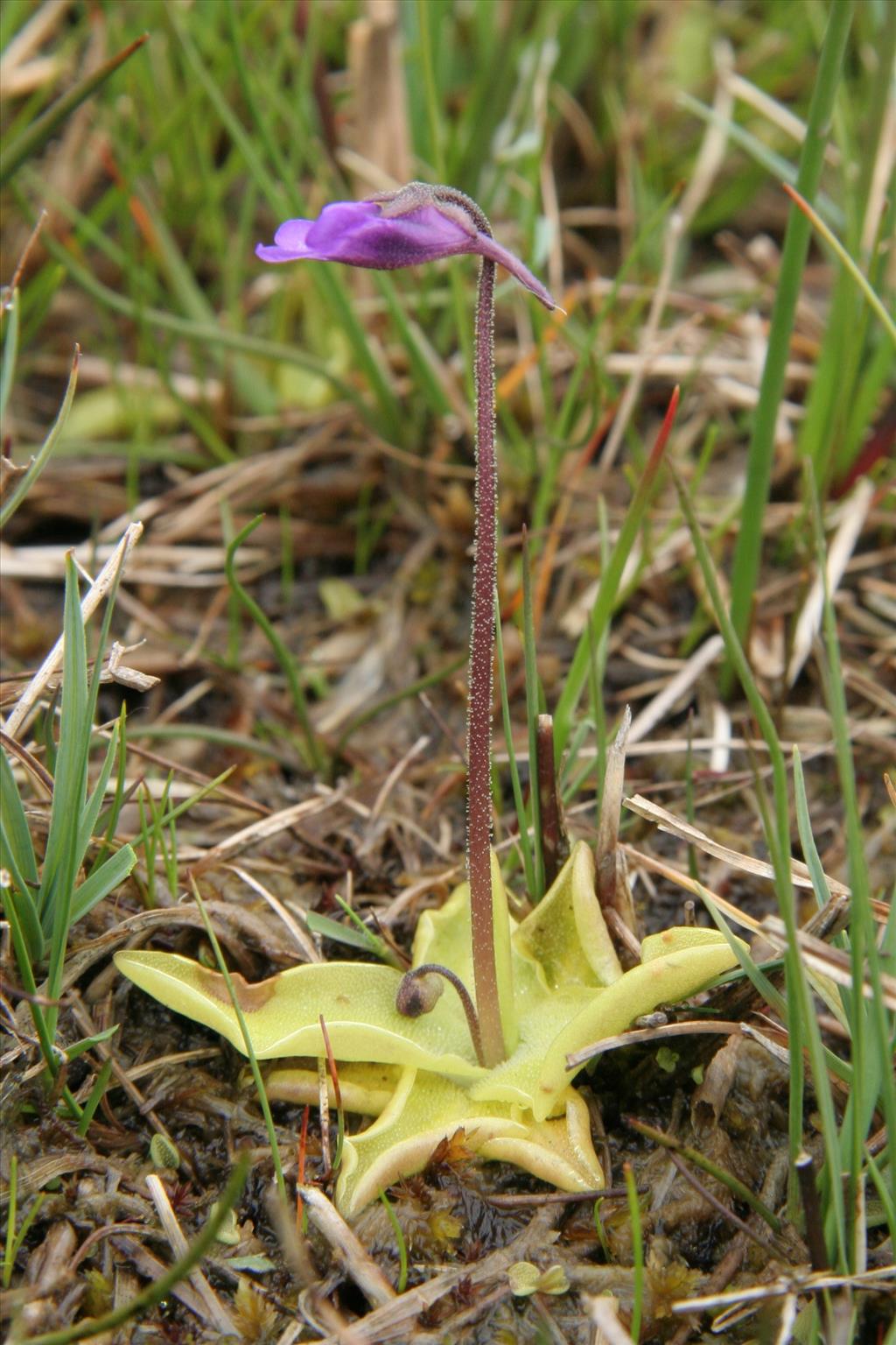 Pinguicula vulgaris (door Willem Braam)