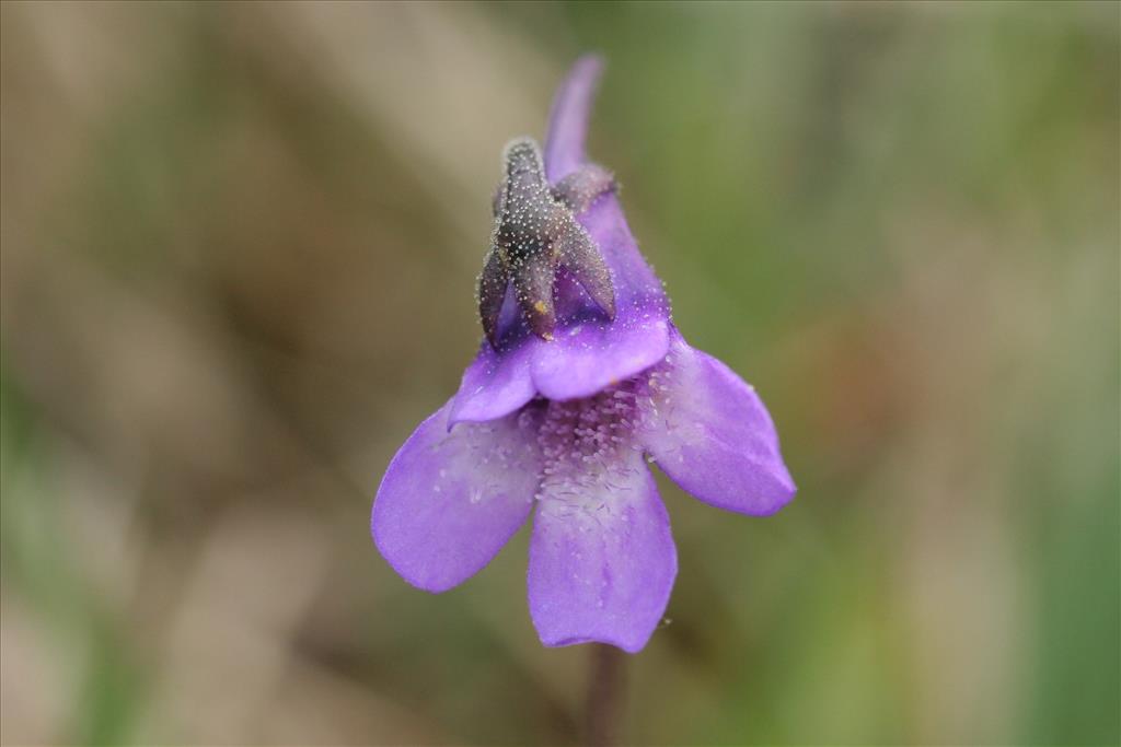 Pinguicula vulgaris (door Willem Braam)