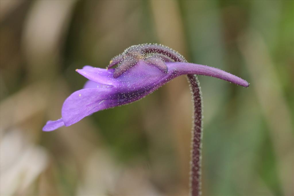 Pinguicula vulgaris (door Willem Braam)