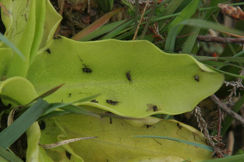 Pinguicula vulgaris (door Willem Braam)