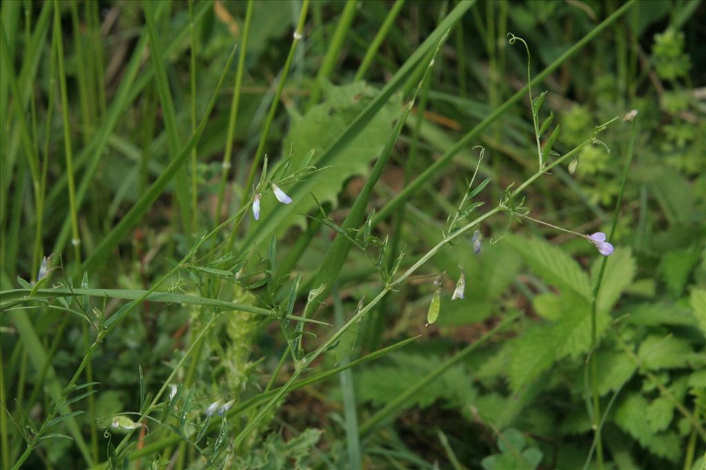 Vicia tetrasperma subsp. tetrasperma (door Willem Braam)