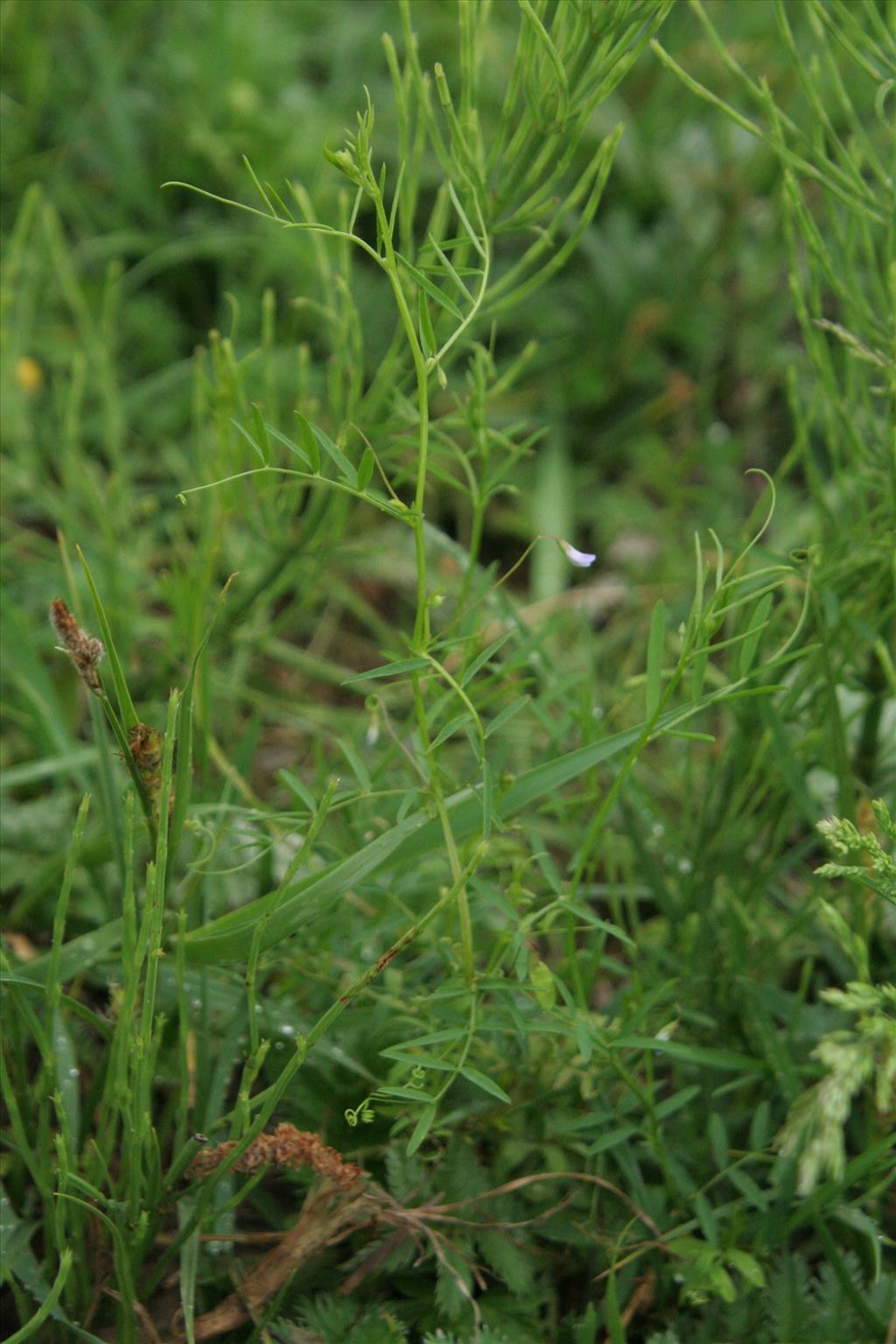 Vicia tetrasperma subsp. tetrasperma (door Willem Braam)