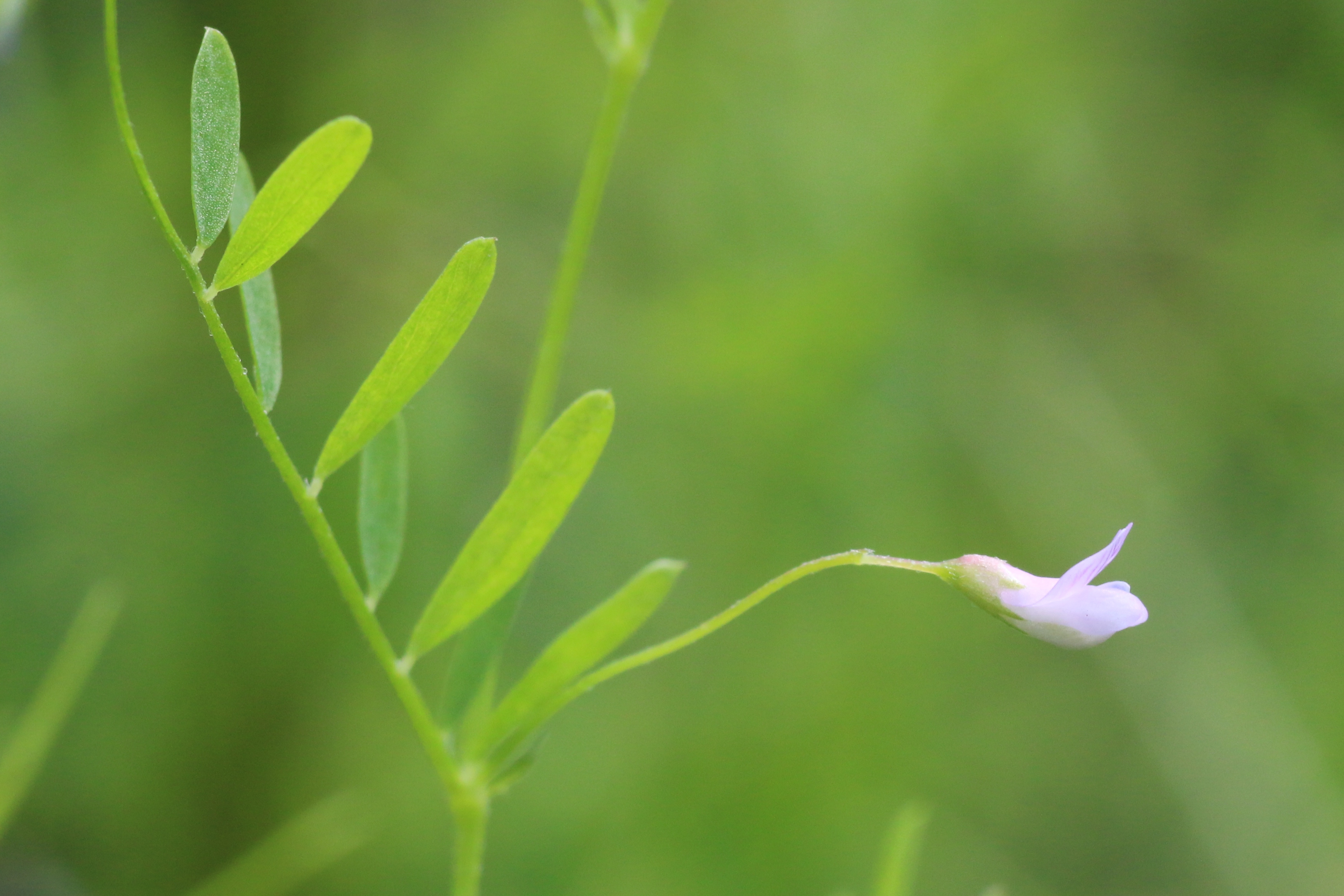 Vicia tetrasperma (door Willem Braam)