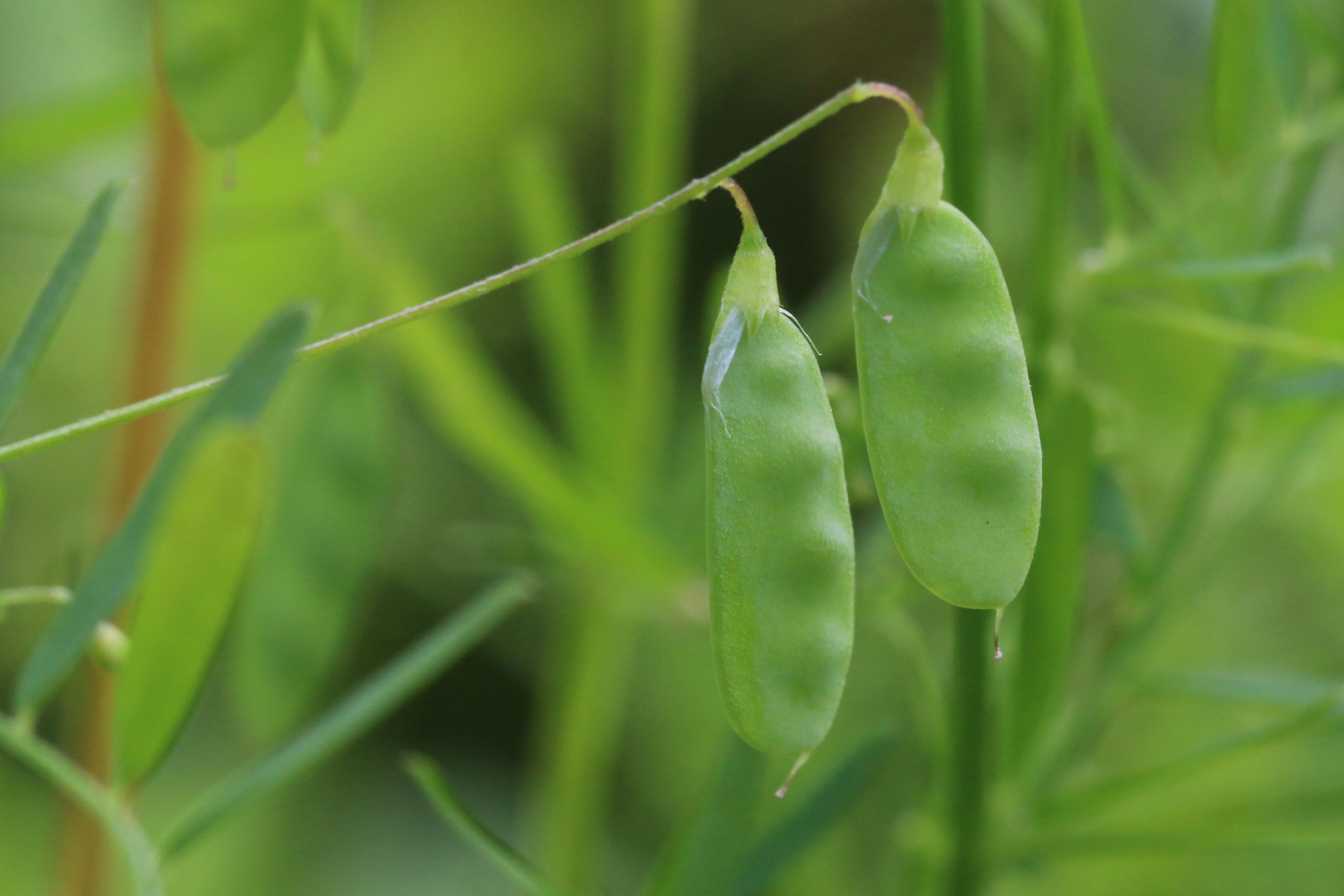 Vicia tetrasperma (door Willem Braam)