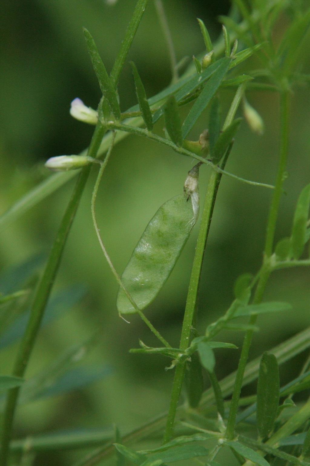 Vicia tetrasperma subsp. tetrasperma (door Willem Braam)