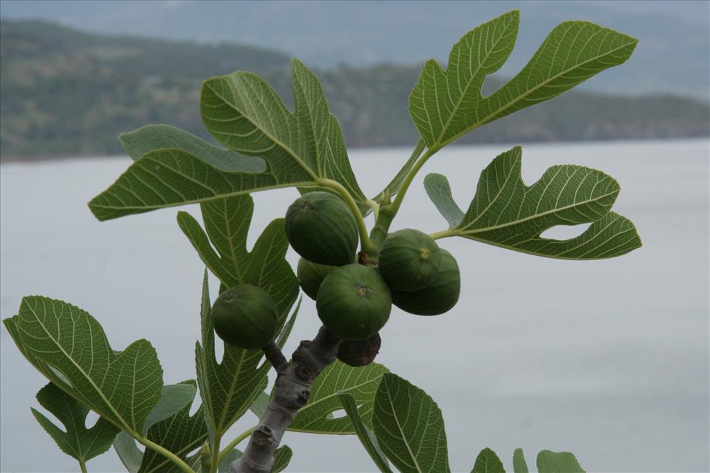 Ficus carica (door Willem Braam)