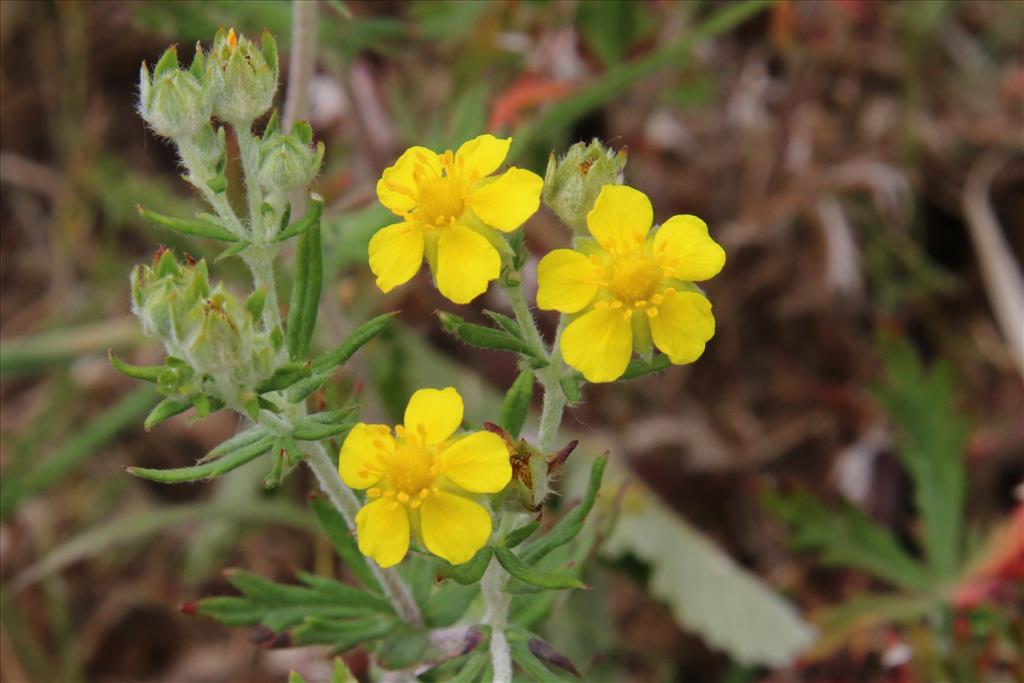 Potentilla argentea (door Willem Braam)