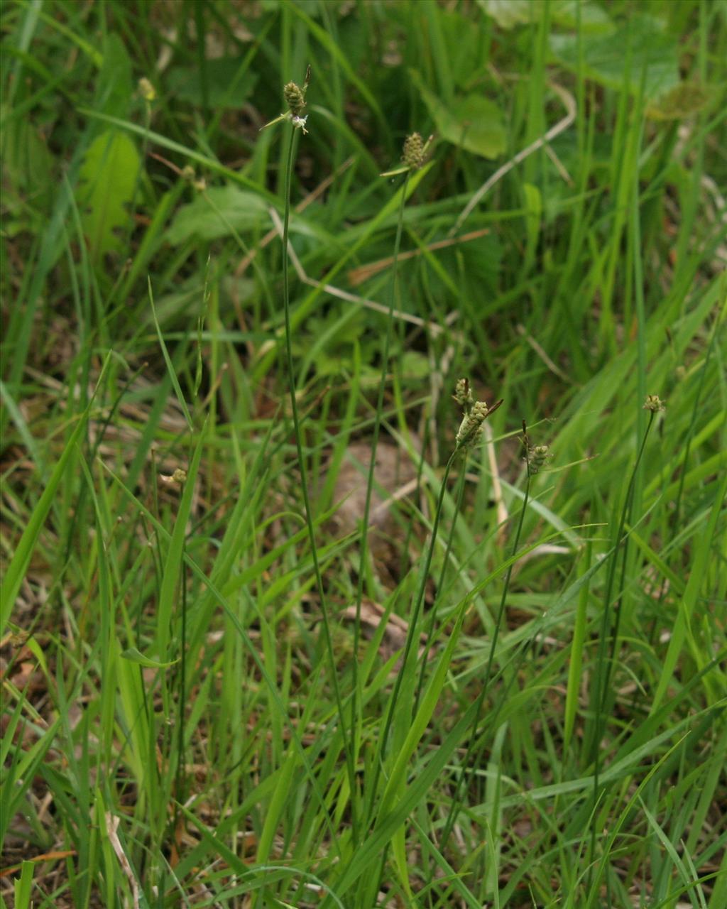 Carex tomentosa (door Willem Braam)