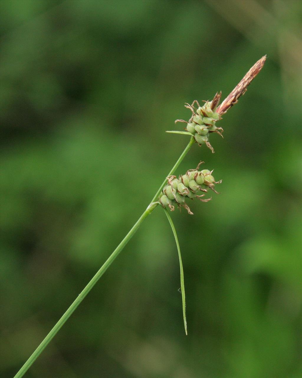 Carex tomentosa (door Willem Braam)