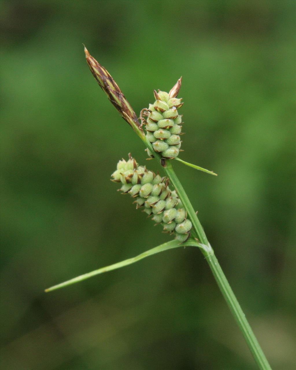 Carex tomentosa (door Willem Braam)