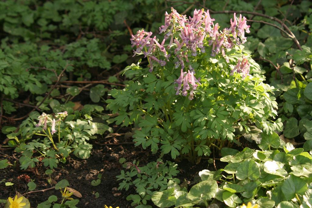 Corydalis solida (door Willem Braam)