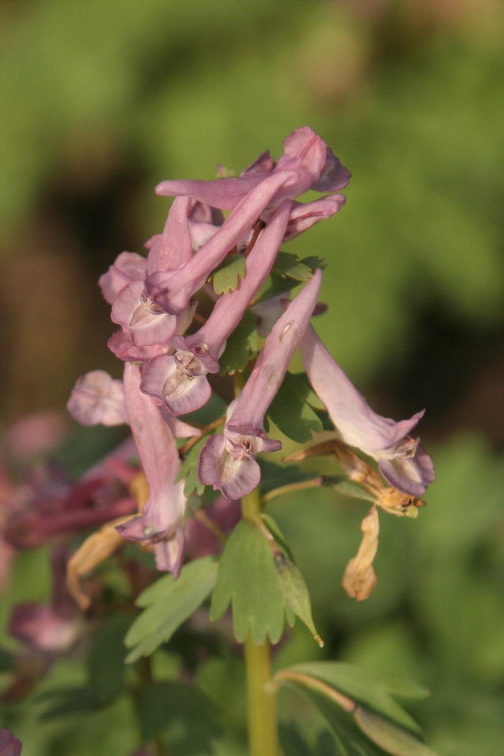 Corydalis solida (door Willem Braam)